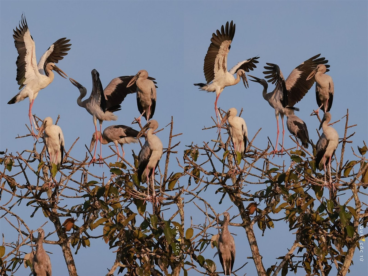 Trang dem “san” anh co nhan quy hiem o VQG Lo Go – Xa Mat-Hinh-3