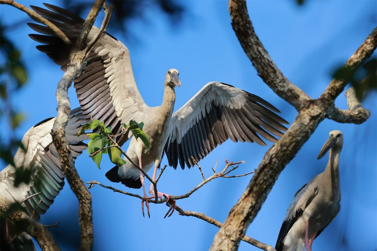 Trang dem “san” anh co nhan quy hiem o VQG Lo Go – Xa Mat-Hinh-8