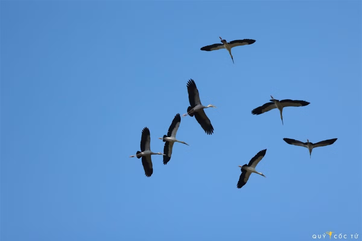 Trang dem “san” anh co nhan quy hiem o VQG Lo Go – Xa Mat-Hinh-6