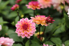 Trong những năm đầu sự nghiệp của người sinh ngày mùng 9 âm lịch không mấy suôn sẻ nhưng lại giúp họ có bản lĩnh can trường, không khuất phục trước khó khăn. Nhờ vậy mà đến tuổi trung niên khi vận khí đến họ một bước lên trời, gặp nhiều may mắn, tiền bạc rủng rỉnh, sống lâu hưởng phúc về sau. *Thông tin chỉ mang tính tham khảo, chiêm nghiệm