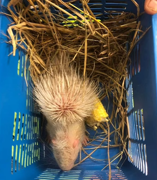 Bí mật gây sốc trong vali của hai phụ nữ buôn lậu động vật hoang dã - Hình 6 Bi mat gay soc trong vali cua hai phu nu buon lau dong vat hoang da-Hinh-6