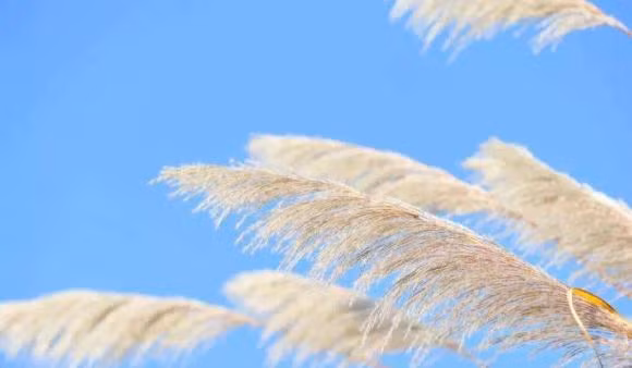 Co nhan day “Truoc nha khong co ao, sau nha khong cua so”-Hinh-4