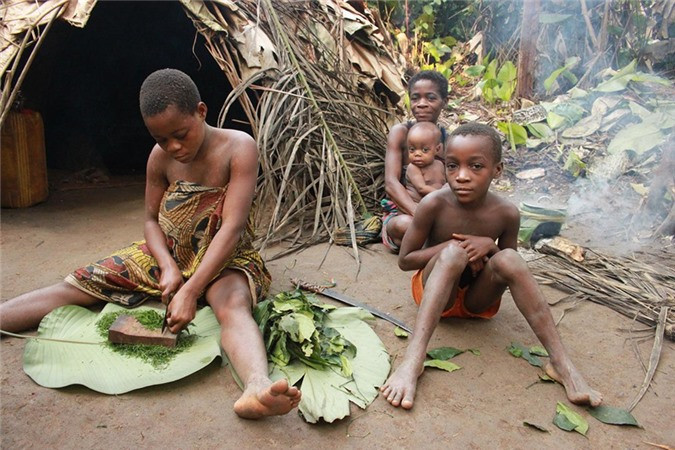 Có rất nhiều nhóm người Pygmy, nằm rải rác trên khu vực rộng lớn ở miền Trung và Tây Phi, nhưng tập trung nhiều ở thảm rừng nhiệt đới Congo. Với kích thước cơ thể nhỏ bé, họ được xem như những người lùn của rừng rậm.