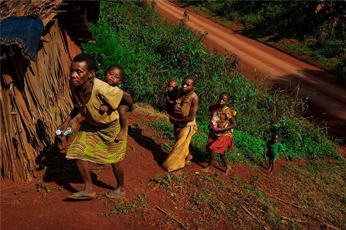 Những người lùn châu Phi này kết hôn từ rất sớm, thường chỉ khi mới 9-10 tuổi. Việc cưới hỏi chỉ đơn giản là một cuộc mua bán với cha của cô gái, giá trao đổi là 5-10 mũi tên. Trường hợp đặc biệt giá sẽ lên 1-2 chiếc giáo hoặc một ít thuốc lá. Một người đàn ông có thể có nhiều vợ nếu đủ khả năng mua. Các bà mẹ sinh con trong rừng, cắt dây rốn bằng răng và chôn nhau thai xuống đất.