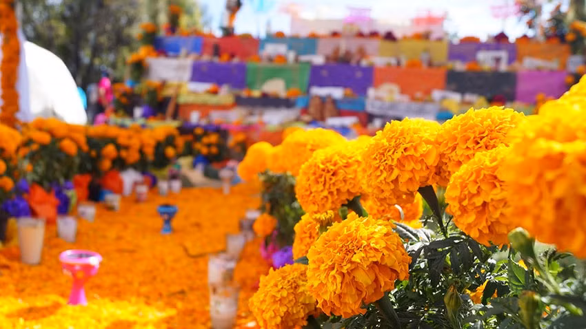 Lễ Día de los Muetos không thể thiếu hoa cúc vạn thọ. Đây là loài hoa tượng trưng cho mặt trời và tái sinh. Theo dân gian, mùi hoa thu hút các linh hồn. Theo tục lệ, người thân trong gia đình trải cánh hoa từ ban thờ ra nghĩa trang, nơi công cộng để dẫn đường linh hồn lang thang trở về nơi an nghỉ. Ảnh: newyorklatinculture.