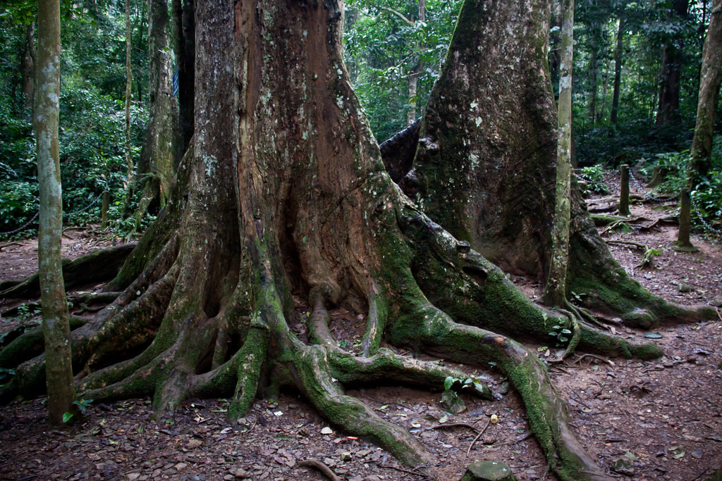 Cây chò Ngàn năm ở rừng Cúc Phương.