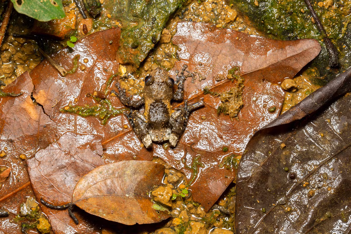Ếch phân chim (Bird poop frog/ Theloderma asperum), loài lưỡng cư có màu sắc ngụy trang như cục phân chim.