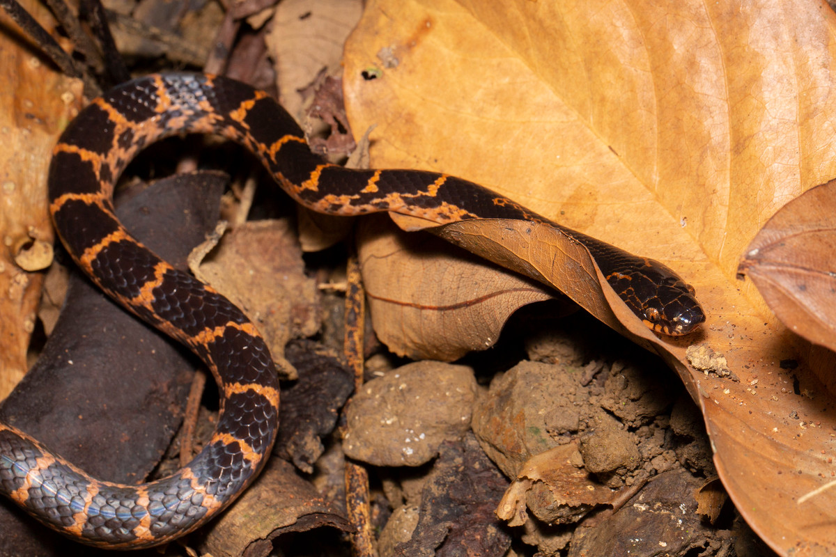 Rắn răng đỏ lớn (Red large-toothed snake/ Lycodon rufozonatus) trườn trên nền rừng.
