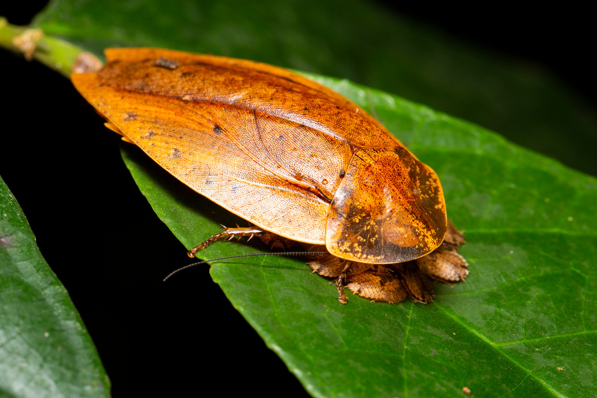 Một con gián rừng đang che chở cho bầy con nhỏ của mình.