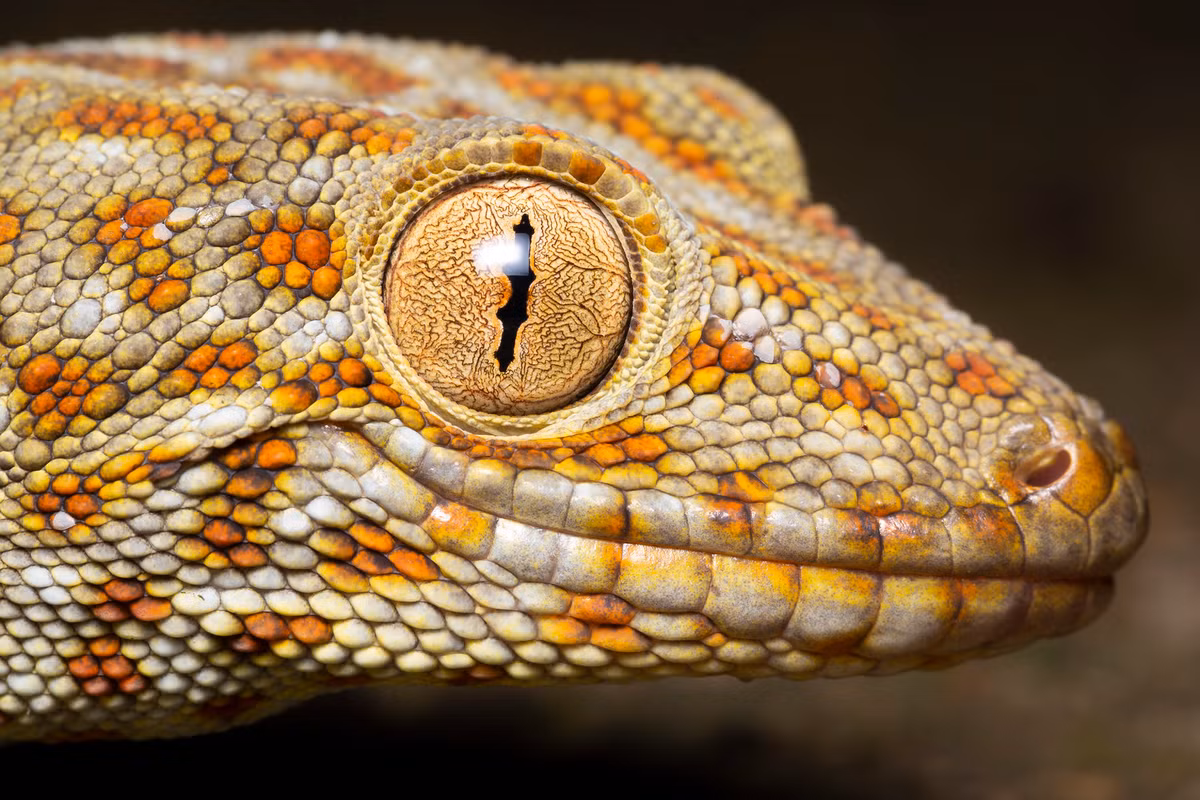Chân dung cận cảnh một con tắc kè (Gecko gecko).