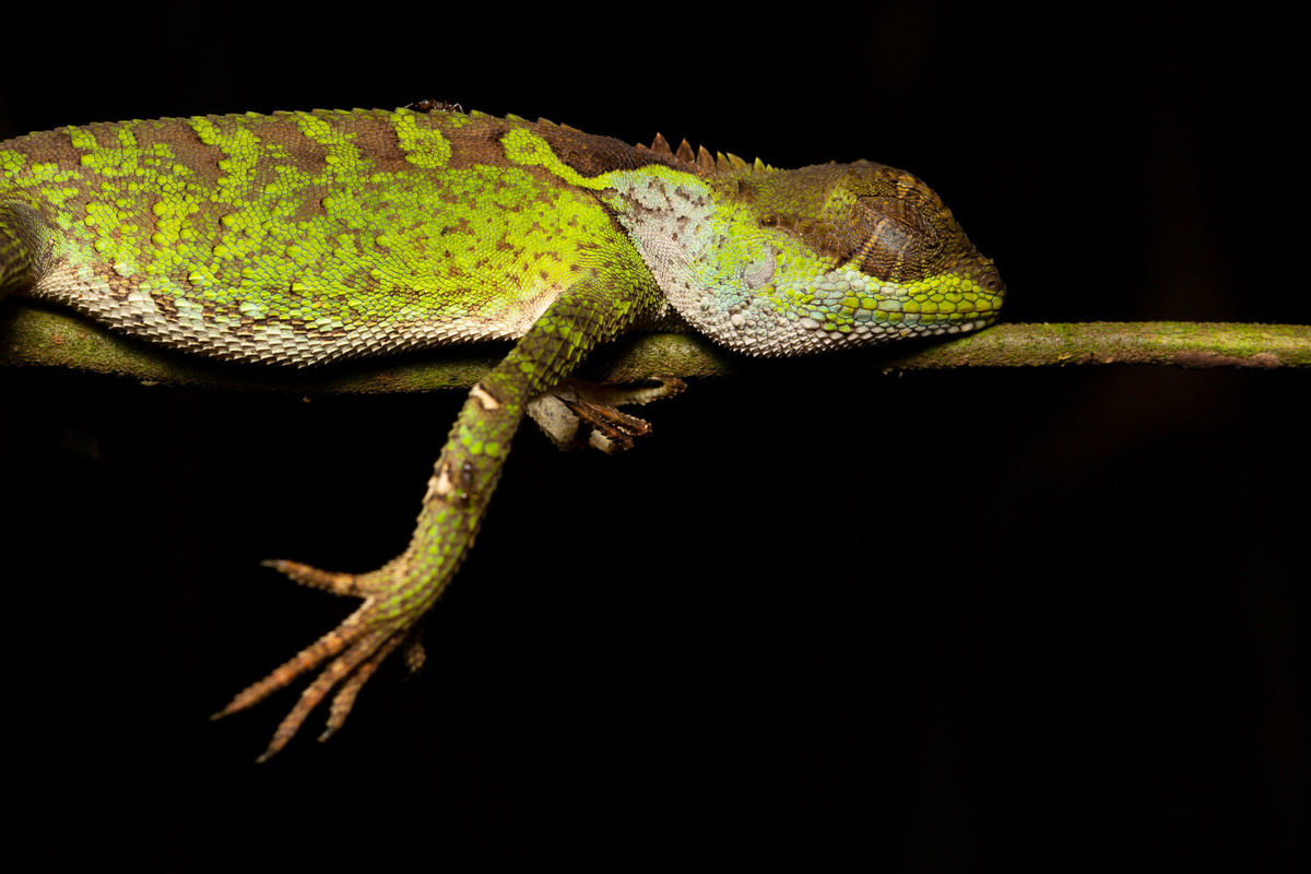 Giấc ngủ của thằn lằn gai nâu (Brown pricklenape/ Acanthosaura lepidogaster).