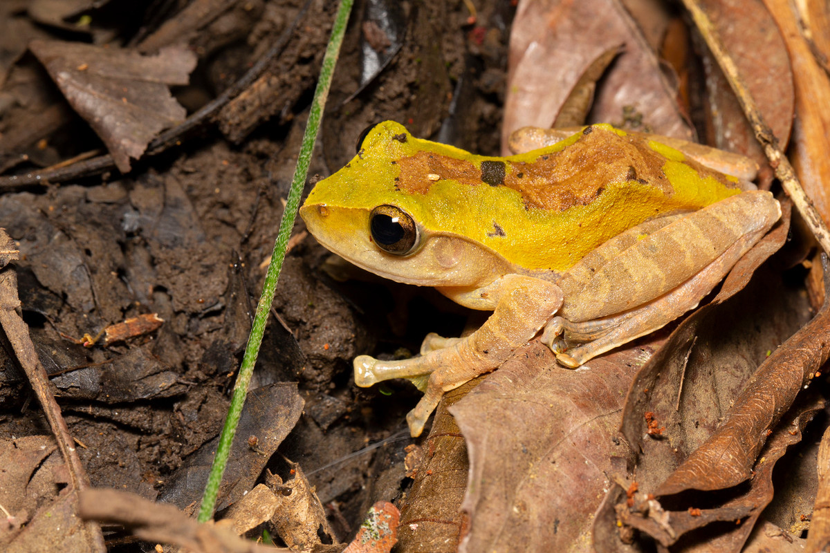 Loài ếch cây không rõ định danh mang màu vàng bắt mắt.