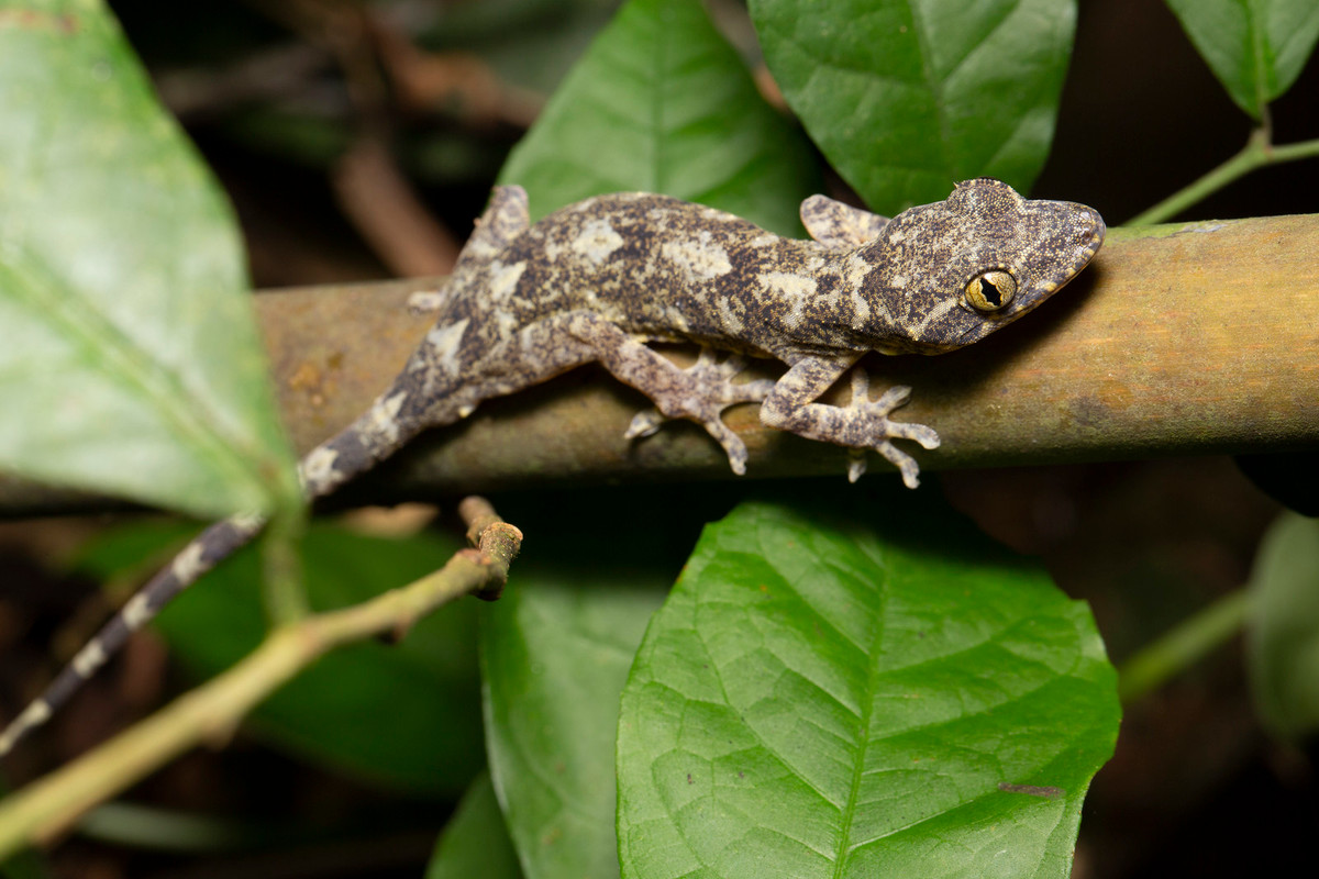 Một con tắc kè đi kiếm ăn vào ban đêm.