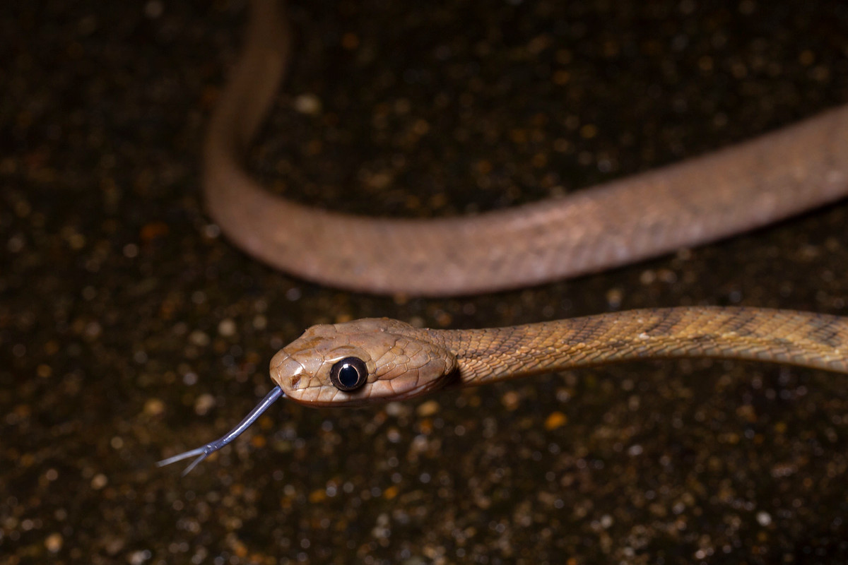 Một con rắn mèo Quảng Tây (Guangxi cat snake/ Boiga guangxiensis).