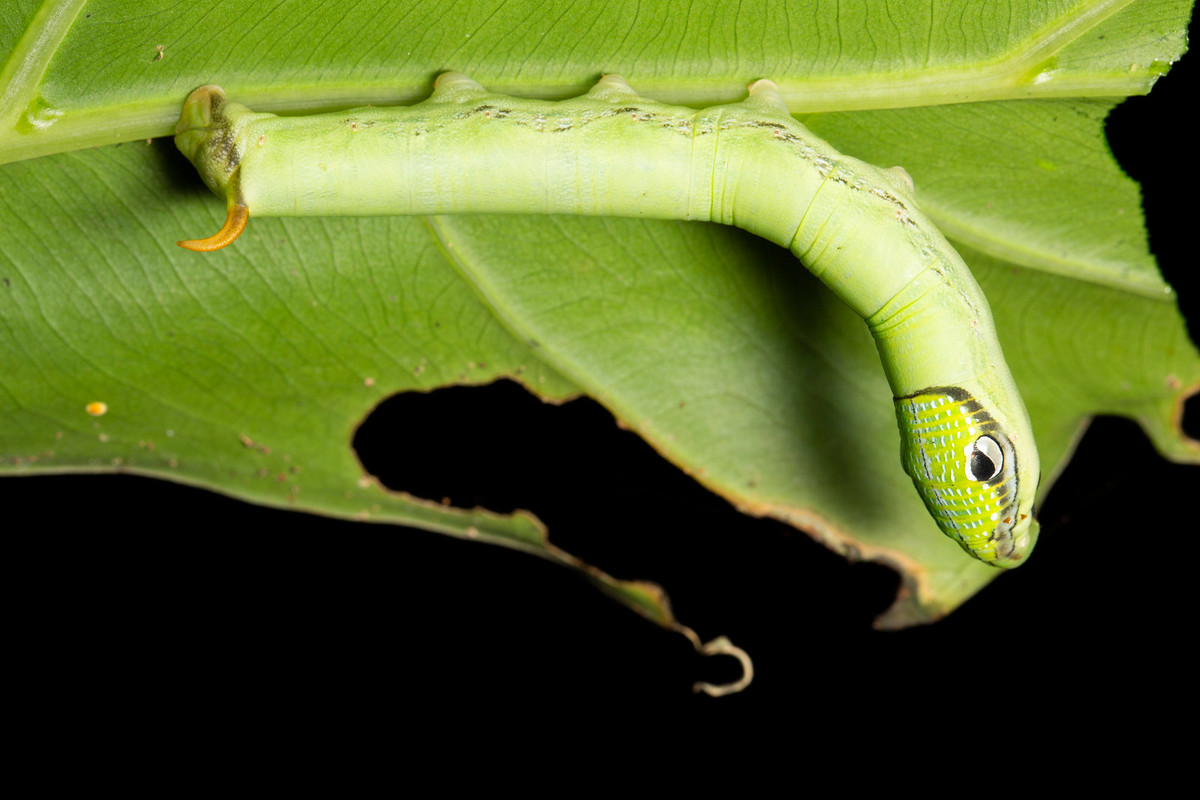 Con sâu bướm giả rắn với đôi mắt to đầy vẻ nguy hiểm.