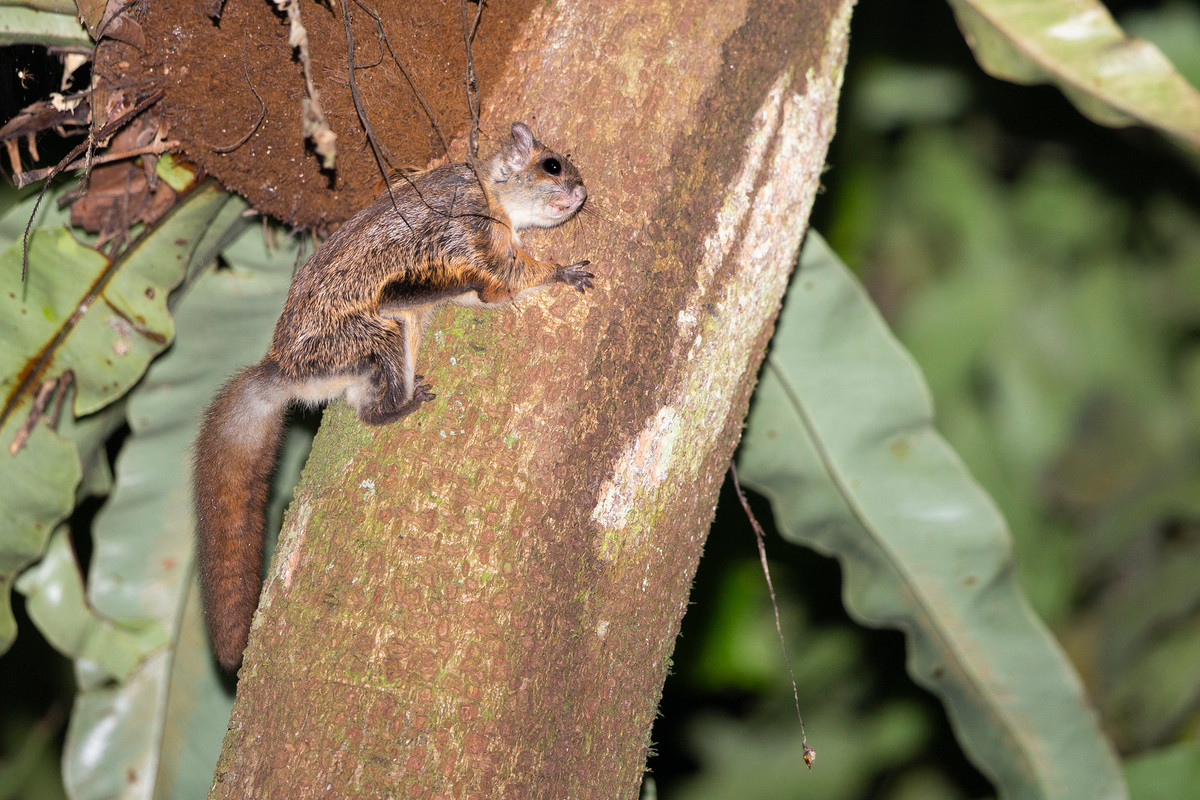 Sóc bay, loài thú nhỏ có thể lượn trên không trung (chứ không bay được như dơi) nhờ màng da nối giữa chân trước và chân sau.