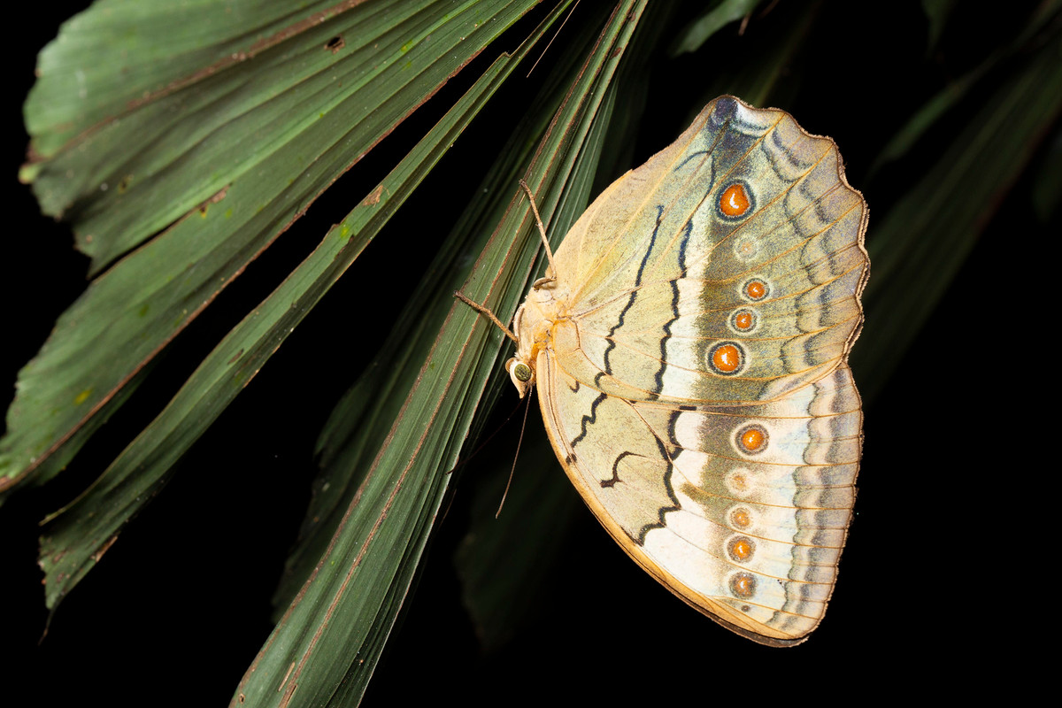 Loài bướm mang cái tên đầy kiêu hãnh: Nữ hoàng rừng phương Bắc (Northern Jungle Queen/ Stichophthalma camadeva).