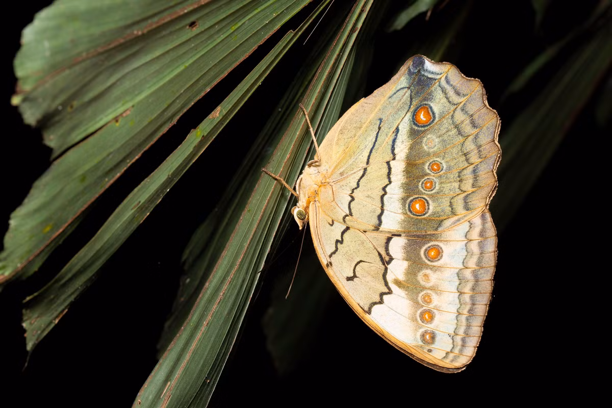 Loài bướm mang cái tên đầy kiêu hãnh: Nữ hoàng rừng phương Bắc (Northern Jungle Queen/ Stichophthalma camadeva).