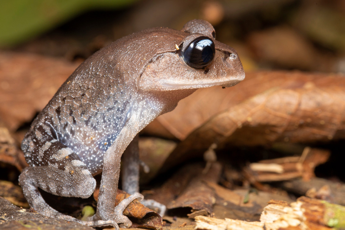 Tư thế kỳ cục của một con cóc mày (Leptobrachium) ở rừng Cúc Phương.