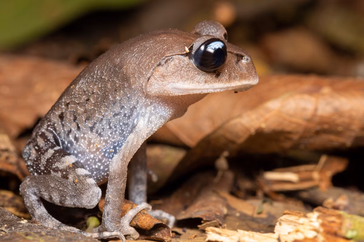 Tư thế kỳ cục của một con cóc mày (Leptobrachium) ở rừng Cúc Phương.