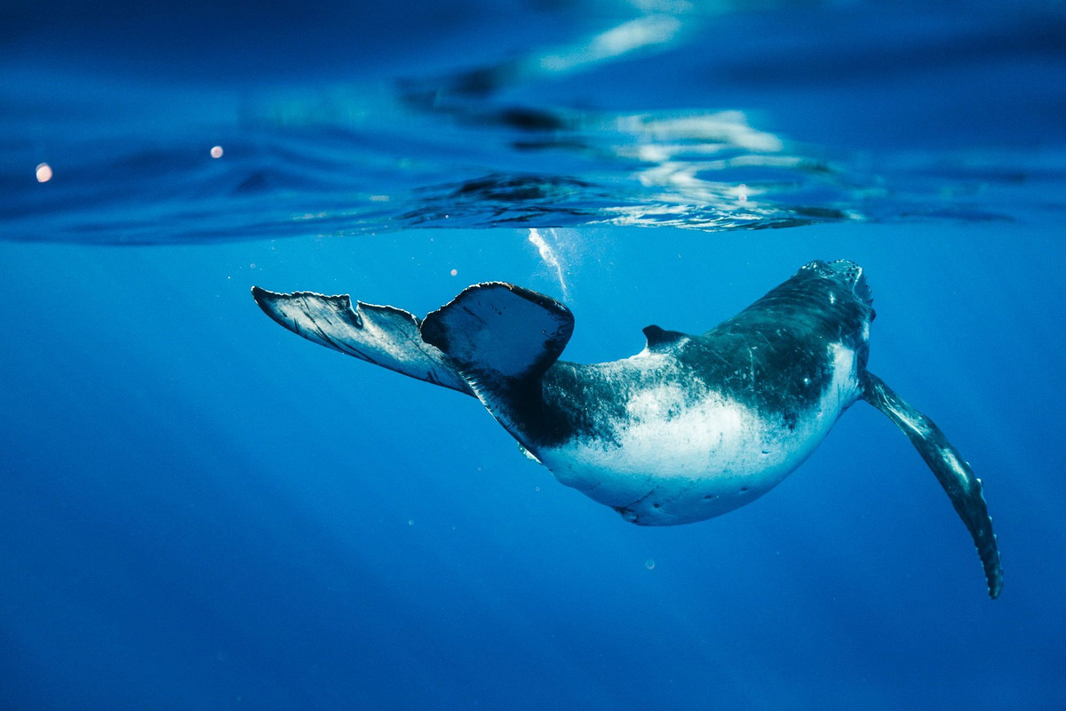 Dù mang tính huyền thoại, nhưng tín ngưỡng thờ cá voi ảnh hưởng mạnh mẽ đến người dân vùng biển. Đây được xem là một cách củng cố tinh thần, vững tâm hơn của người dân khi ra khơi. Để dành sự tôn kính đối với loài cá này, người dân đã gọi với nhiều tên: Cá Ông, ông Nam hải, Ông Lớn hay Ông Cậu…