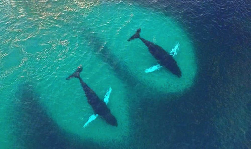 Với những cá voi cỡ nhỏ, không đủ sức cứu tàu thuyền, thì dựa vào sự khéo léo của mình để cứu những người chẳng may bị rơi xuống biển, đưa họ vào bờ an toàn. Cá voi cũng được ban cho khả năng thâu đường, biết ở nơi nào có người cần cứu để có mặt kịp thời.