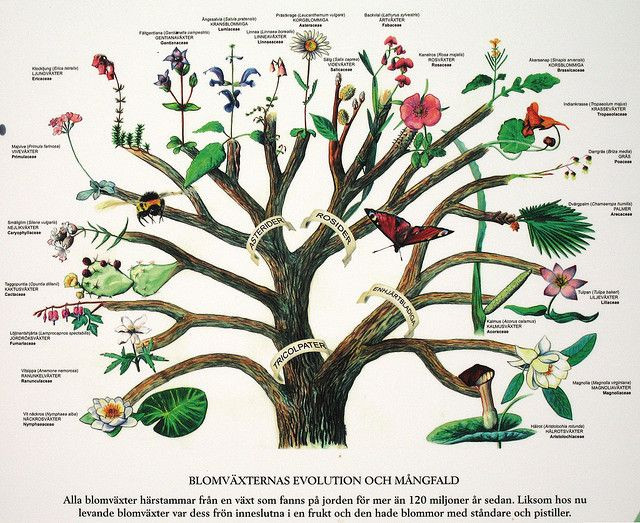 Đối mặt với sự đa dạng của thế giới thực vật có hoa, Darwin đã có lúc phải thốt lên rằng, sự tiến hóa của các loài hoa là một điều bí ẩn đến khó chịu.