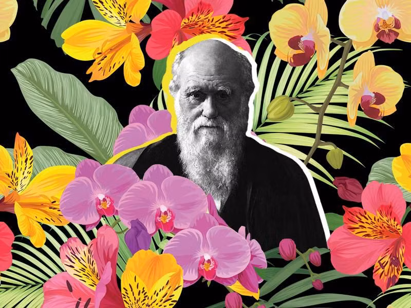 Sau khi trở về Anh, ông đã thực hiện nhiều quan sát và nghiên cứu tập trung trên các loài hoa lan. Họ lan là một trong những họ lớn nhất của thực vật, chúng phân bổ nhiều nơi trên thế giới.