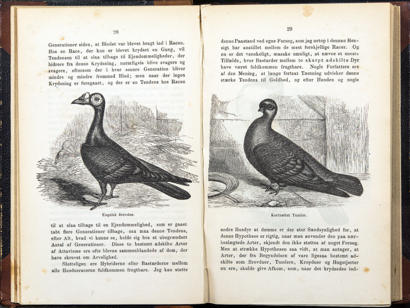 Darwin đã dùng những dữ liệu thu thập được khi quan sát các loài hoa lan và những loài côn trùng thụ phấn tương ứng để củng cố cho thuyết chọn lọc tự nhiên của mình. Ba năm sau đó ông mô tả hiện tượng chọn lọc tự nhiên lần đầu tiên trong tác phẩm “Nguồn gốc các loài”.