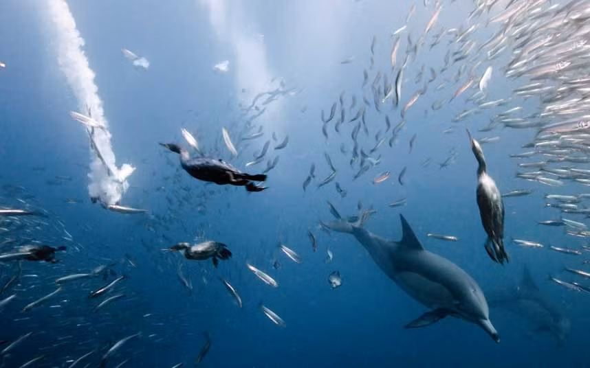 Ảnh chụp đàn cá mòi trong cuộc di cư ồ ạt diễn ra từ tháng 5 đến tháng 7 hàng năm tại vùng biển ở Eastern Cape, Nam Phi.