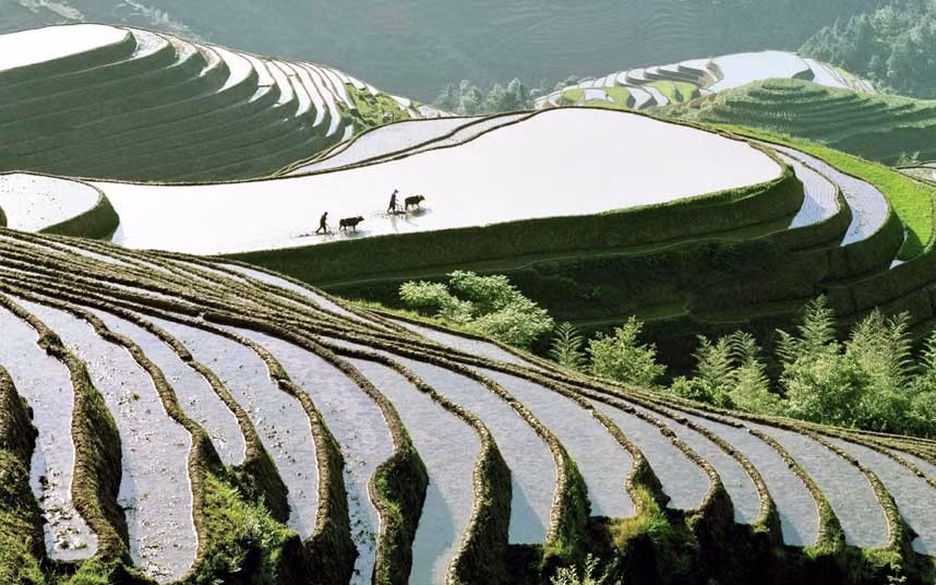 Ảnh chụp ruộng bậc thang tuyệt đẹp ở Longsheng, Trung Quốc