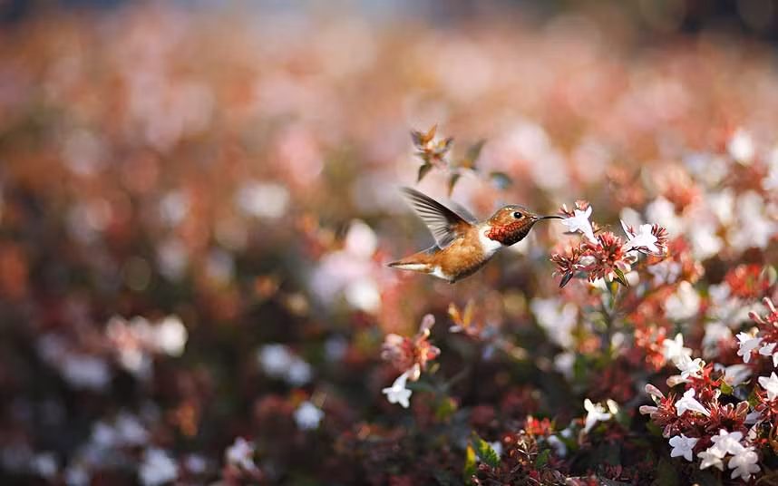 Bức ảnh chụp chú chim ruồi nâu đỏ (loài chim dài 8 cm, phổ biến khắp Bắc Mỹ) đang hút mật hoa tại bãi biển Huntington California.