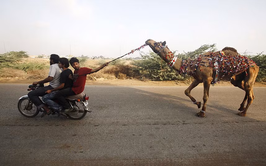 Một người đàn ông dắt theo con lạc đà tham dự lễ Eid al-Adha (lễ Hiến sinh) ở ngoại ô Karachi. Lễ Eid al-Adha đánh dấu sự kết thúc của cuộc hành hương Haji thường niên của hàng triệu tín đồ Hồi giáo trên khắp thế giới về thánh địa Mecca ở Saudi Arabia - bổn phận họ phải thực hiện ít nhất một lần trong đời.