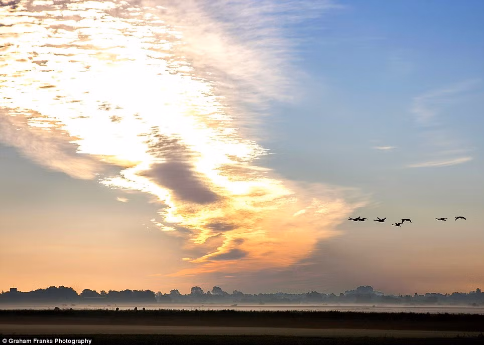 Đàm thiên nga bay lượn dưới ánh bình minh gần Arundel ở West Sussex, phía nam Littlehampton.