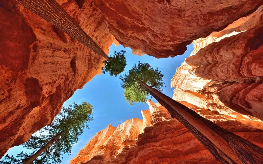 Ảnh chụp những cây thông miền tây Bắc Mỹ mọc lên từ dưới những kẽ nứt sâu thẳm của những khối đá khổng lồ Vườn quốc gia Bryce Canyon, Utah , Mỹ. Ở đây có những kẽ nứt sâu tới 60 m.