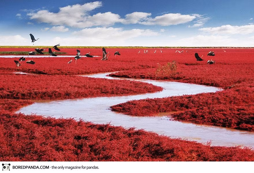 Trong suốt mùa hè, loài cỏ biển đặc biệt này giữ nguyên màu xanh như bao loài cỏ bình thường khác.