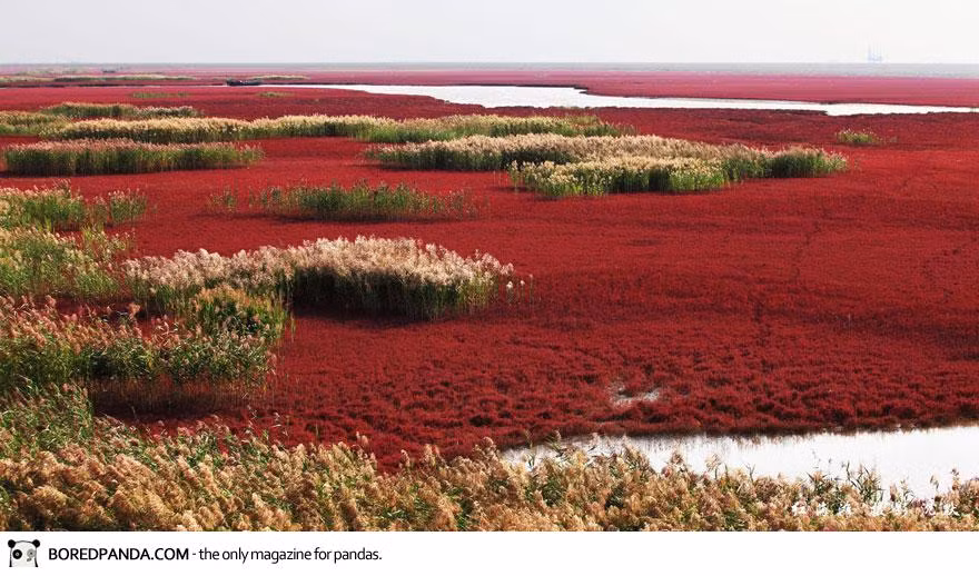 Tuy nhiên, vào khoảng tháng 9, khi mùa thu bắt đầu chạm ngõ, loài cỏ dại này nhanh chóng biến đổi thành sắc đỏ đặc trưng.
