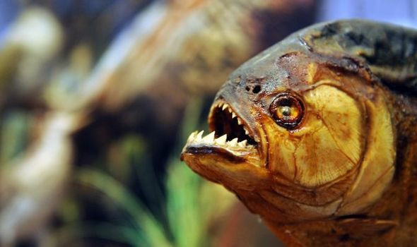 Cá Piranha cực kỳ hung dữ. Chúng tấn công con mồi với bộ hàm sắc nhọn. Trong vết cắn của Piranha còn có chứa độc tố làm tê liệt con mồi.