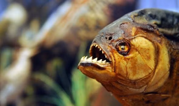 Cá Piranha cực kỳ hung dữ. Chúng tấn công con mồi với bộ hàm sắc nhọn. Trong vết cắn của Piranha còn có chứa độc tố làm tê liệt con mồi.