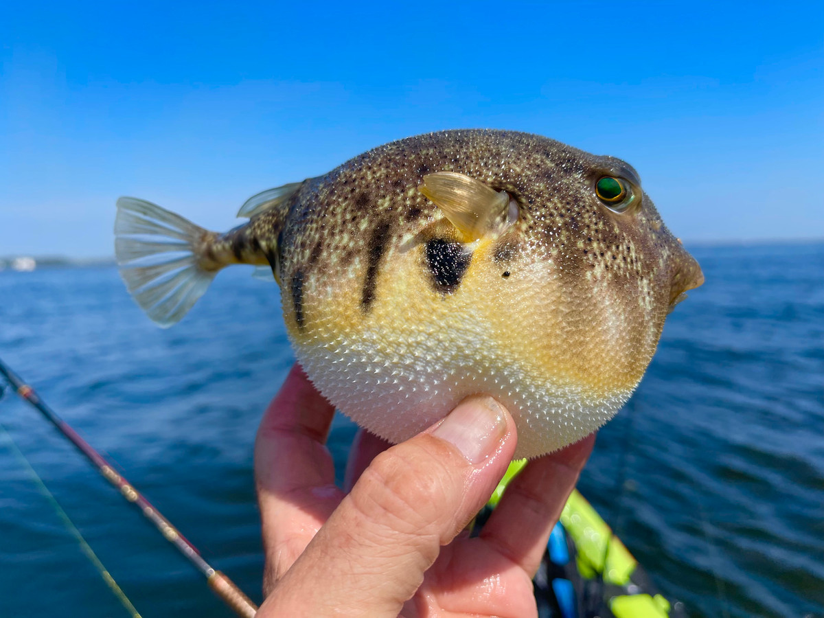 Khi Tetrodotoxin xâm nhập vào cơ thể con người sẽ gây tê liệt toàn thân, chân tay mất khả năng vận động, khó thở, suy hô hấp, trụy tim và tử vong.