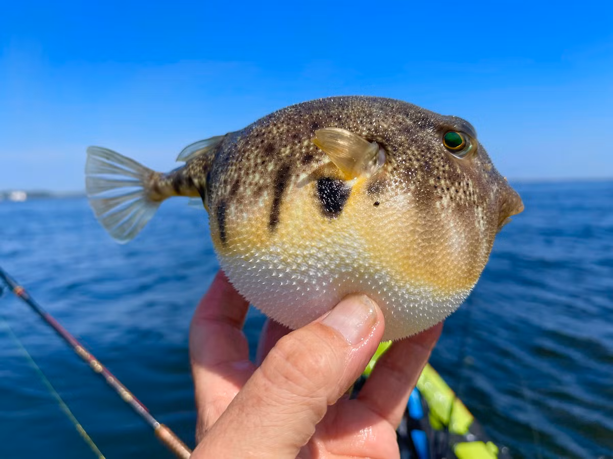 Khi Tetrodotoxin xâm nhập vào cơ thể con người sẽ gây tê liệt toàn thân, chân tay mất khả năng vận động, khó thở, suy hô hấp, trụy tim và tử vong.