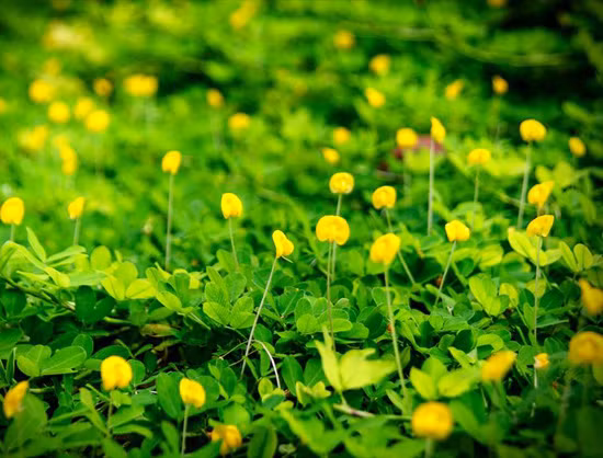 Bên cạnh đó, nhờ sự thông minh, kiên trì, một khi đã đặt ra mục tiêu thì quyết tâm theo đuổi đến cùng, mà cuộc sống từ trung niên sẽ có nhiều khởi sắc.