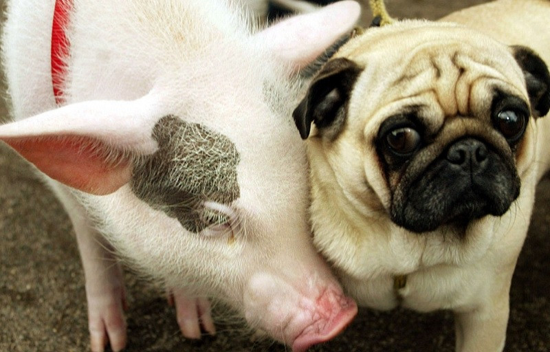 Chính vì thế, sự kết hợp của hai con giáp này có khả năng bổ trợ cho nhau rất tốt, chỉ cần hợp tác, nhất định cả đôi bên sẽ cùng có lợi, sinh tài phát lộc là chuyện hoàn toàn có thể xuất hiện.