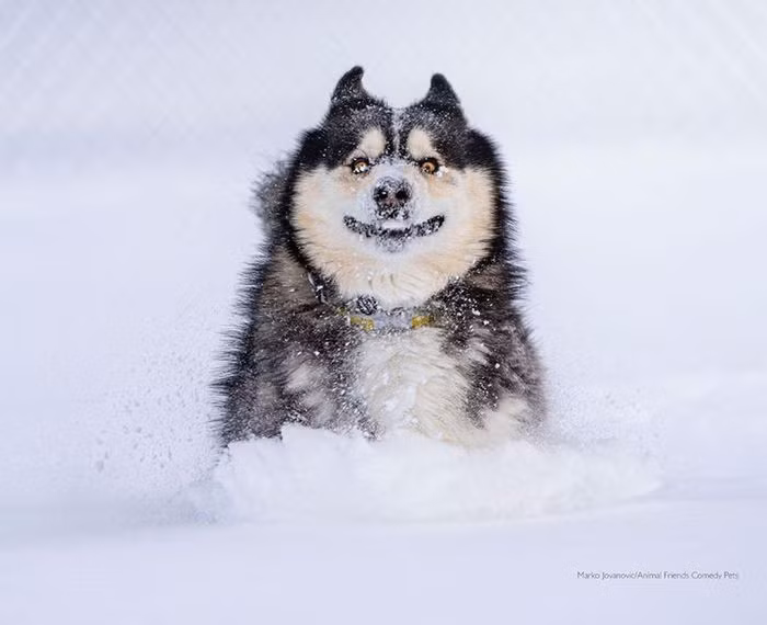 Biểu cảm đáng yêu của một chú chó khi lần đầu nhìn thấy tuyết.