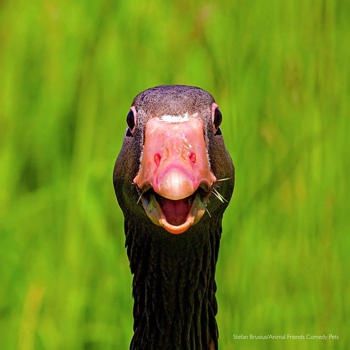 Một chú ngỗng dường như đang rất hào hứng để trò chuyện với bất cứ ai./.