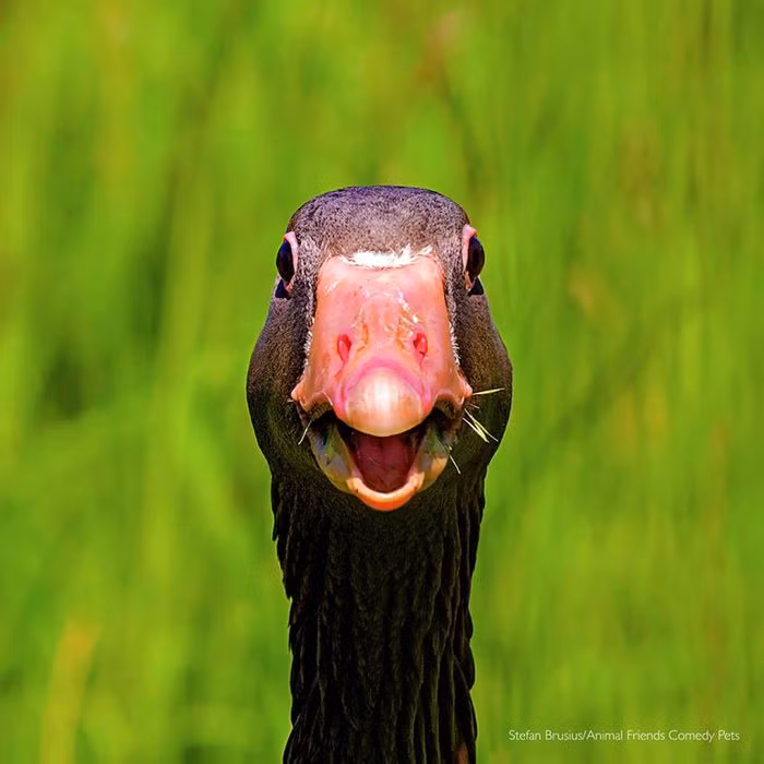 Một chú ngỗng dường như đang rất hào hứng để trò chuyện với bất cứ ai./.