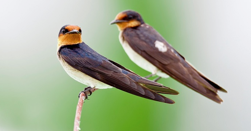 2. Chim én vào nhà sẽ có tin vui. Trong mắt mọi người, chim én tượng trưng cho điềm lành.