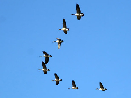 Có thể thấy câu nói “Hai loài chim vào nhà, nhất định có tin vui” là sản phẩm được đúc kết nhờ kinh nghiệm quan sát của người xưa. Dù được giải thích bằng phong thủy hay thực tế thì câu nói trên đều có tính hợp lý nhất định. Hiện nay, các loài chim này đã không còn xuất hiện nhiều, song nếu may mắn, người ta vẫn có thể bắt gặp chúng đến làm tổ trong nhà.