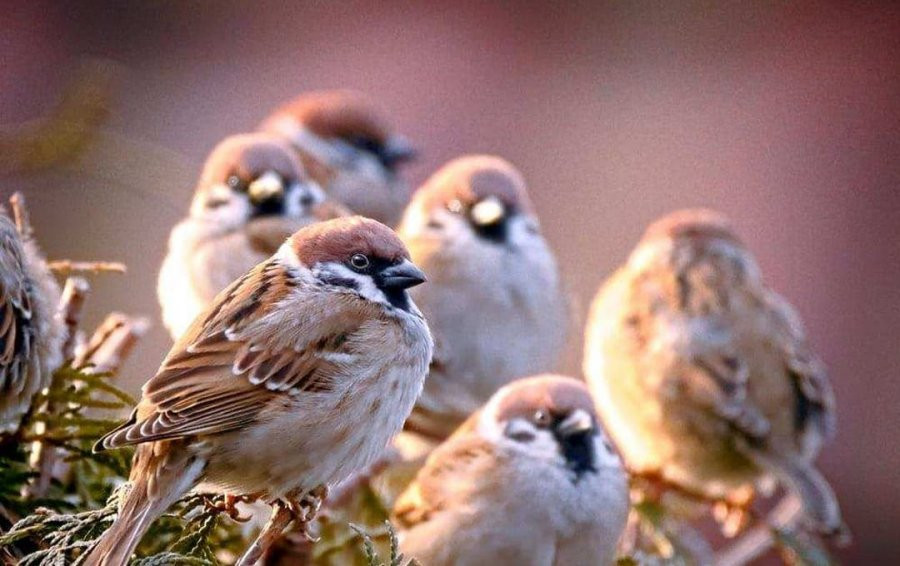 1. "Chim sẻ vào nhà sẽ có tin vui". Thời xưa, ở nông thôn chim sẻ thích ở nhờ nhà người khác. Các ngôi nhà được xây bằng cỏ, lợp gỗ, lợp ngói nên có nhiều kẽ hở, do đó chúng thường trú ngụ và làm tổ ở đây.