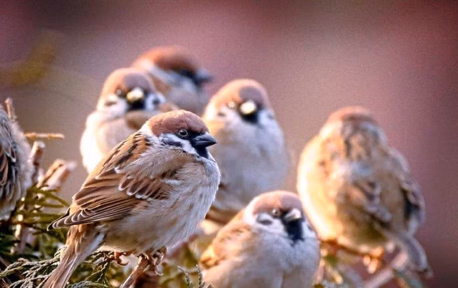 1. "Chim sẻ vào nhà sẽ có tin vui". Thời xưa, ở nông thôn chim sẻ thích ở nhờ nhà người khác. Các ngôi nhà được xây bằng cỏ, lợp gỗ, lợp ngói nên có nhiều kẽ hở, do đó chúng thường trú ngụ và làm tổ ở đây.